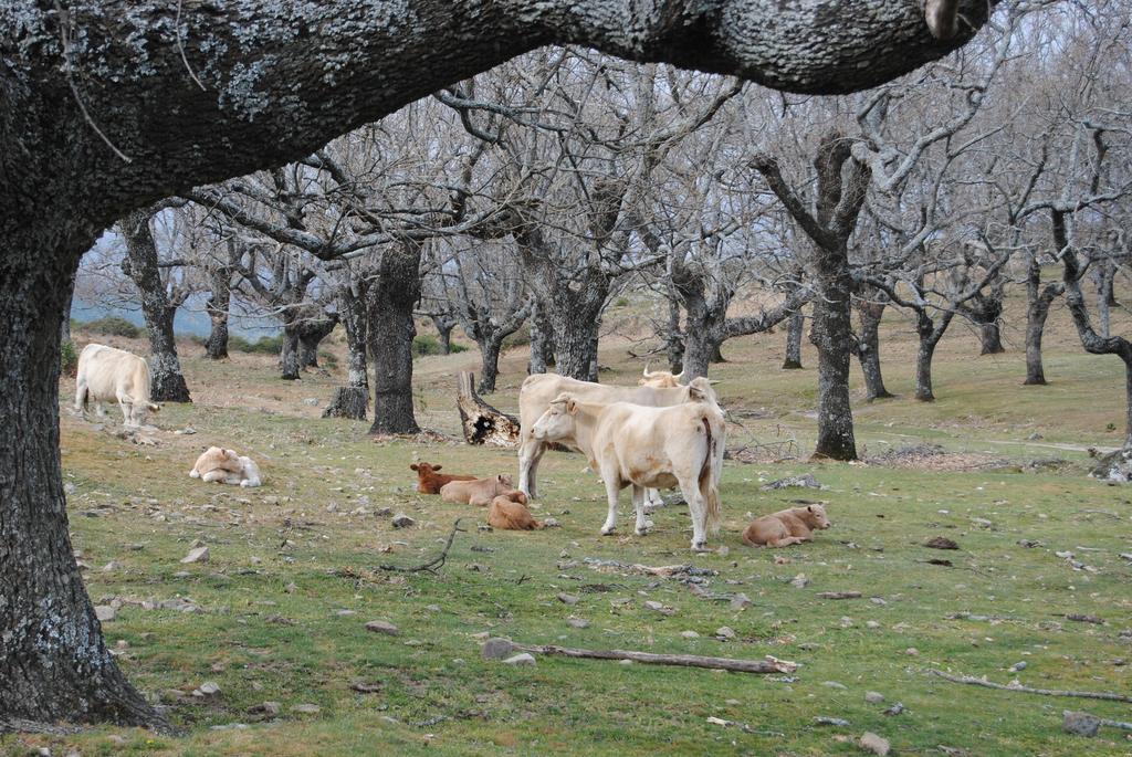 Casa Rural Romanejo Cabezabellosa Kültér fotó