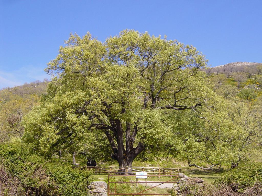 Casa Rural Romanejo Cabezabellosa Kültér fotó